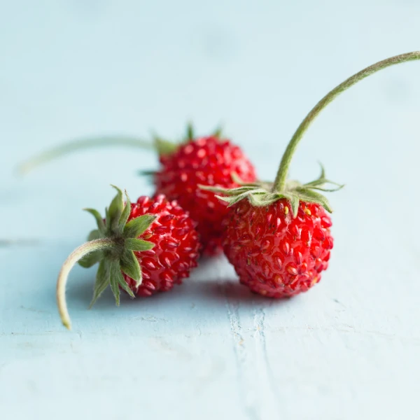 Frutas Linda